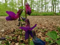 Lathyrus vernus 26, Voorjaarslathyrus 26, Saxifraga-Hans Grotenhuis