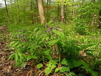 Lathyrus vernus 27, Voorjaarslathyrus 26, Saxifraga-Hans Grotenhuis