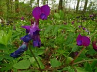 Lathyrus vernus 28, Voorjaarslathyrus 27, Saxifraga-Hans Grotenhuis