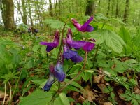 Lathyrus vernus 29, Voorjaarslathyrus 28, Saxifraga-Hans Grotenhuis