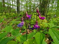 Lathyrus vernus 30, Voorjaarslathyrus 26, Saxifraga-Hans Grotenhuis