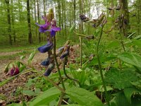 Lathyrus vernus 31, Voorjaarslathyrus 26, Saxifraga-Hans Grotenhuis