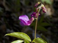 Lathyrus vernus ssp vernus 1, Voorjaarslathyrus, Saxifraga-Marijke Verhagen