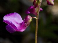 Lathyrus vernus ssp vernus 2, Voorjaarslathyrus, Saxifraga-Marijke Verhagen