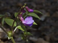 Lathyrus vernus ssp vernus 3, Voorjaarslathyrus, Saxifraga-Marijke Verhagen
