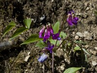 Lathyrus vernus ssp vernus 4, Voorjaarslathyrus, Saxifraga-Marijke Verhagen