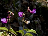 Lathyrus vernus ssp vernus 5, Voorjaarslathyrus, Saxifraga-Marijke Verhagen