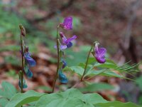 Lathyrus vernus ssp vernus 6, Voorjaarslathyrus, Saxifraga-Willem van Kruijsbergen