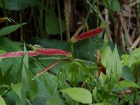 Lathyrus vernus ssp vernus 7, Voorjaarslathyrus, Saxifraga-Willem van Kruijsbergen