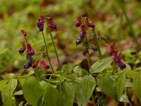 Lathyrus vernus ssp vernus 8, Voorjaarslathyrus, Saxifraga-Willem van Kruijsbergen