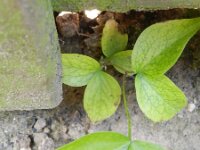 Lathyrus vernus ssp vernus 9, Voorjaarslathyrus, Saxifraga-Rutger Barendse