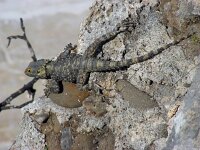 Laudakia stellio 2, Hardoen, Saxifraga-Ed Stikvoort