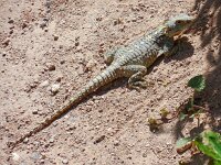 Laudakia stellio 3, Hardoen, Saxifraga-Ed Stikvoort