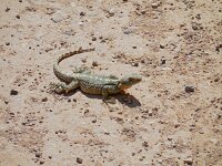 Laudakia stellio 6, Hardoen, Saxifraga-Ed Stikvoort