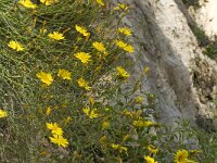 Launaea arborescens 11, Saxifraga-Jan van der Straaten