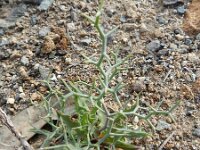 Launaea arborescens 13, Saxifraga-Rutger Barendse