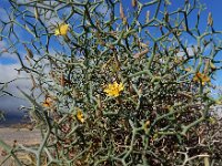 Launaea arborescens 19, Saxifraga-Ed Stikvoort
