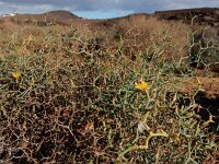 Launaea arborescens 20, Saxifraga-Ed Stikvoort