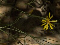 Launaea arborescens 3, Saxifraga-Jan van der Straaten