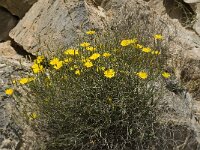 Launaea arborescens 4, Saxifraga-Jan van der Straaten
