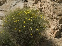 Launaea arborescens 6, Saxifraga-Jan van der Straaten