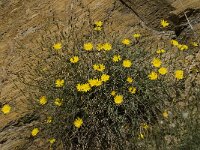 Launaea arborescens 7, Saxifraga-Jan van der Straaten