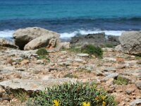 Launaea cervicornis 2, Saxifraga-Jeroen Willemsen