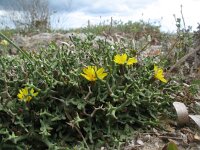 Launaea cervicornis 4, Saxifraga-Rutger Barendse