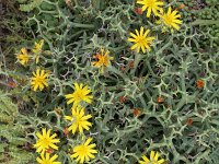 Launaea cervicornis 5, Saxifraga-Rutger Barendse