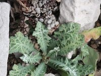 Launaea cervicornis 6, Saxifraga-Rutger Barendse