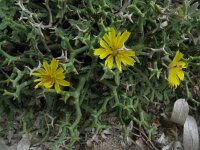 Launaea cervicornis 7, Saxifraga-Rutger Barendse