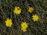 Launaea lanifera 4, Saxifraga-Willem van Kruijsbergen