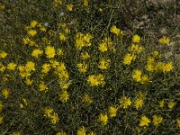 Launaea lanifera 7, Saxifraga-Jan van der Straaten