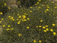Launaea spinosa 4, Saxifraga-Jan van der Straaten