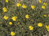Launaea spinosa 5, Saxifraga-Jan van der Straaten