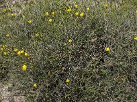 Launaea spinosa 6, Saxifraga-Willem van Kruijsbergen