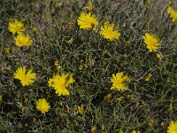 Launaea spinosa 8, Saxifraga-Jan van der Straaten