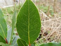 Laurus nobilis 2, Saxifraga-Rutger Barendse