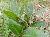 Laurus nobilis 3, Saxifraga-Rutger Barendse