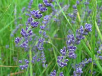 Lavandula angustifolia 10, Echte lavendel, Saxifraga-Ed Stikvoort