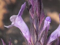 Lavandula canariensis 2, Saxifraga-Rutger Barendse