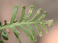 Lavandula canariensis 3, Saxifraga-Rutger Barendse