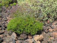 Lavandula canariensis 9, Saxifraga-Hans Grotenhuis