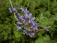 Lavandula canariensis ssp canariensis 6, Saxifraga-Ed Stikvoort