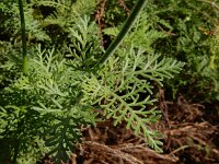 Lavandula canariensis ssp canariensis 7, Saxifraga-Ed Stikvoort