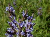 Lavandula canariensis ssp canariensis 8, Saxifraga-Ed Stikvoort