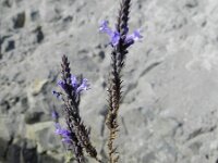 Lavandula minutolii 2, Saxifraga-Rutger Barendse