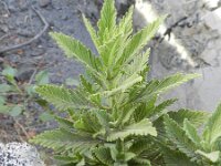 Lavandula minutolii 3, Saxifraga-Rutger Barendse