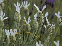 Lavandula stoechas var alba 70, Saxifraga-Willem van Kruijsbergen