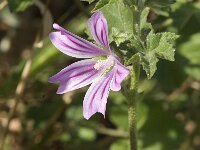Lavatera cretica 11, Saxifraga-Jan van der Straaten